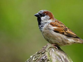 Sanft säuselndes Tschilpen: Sperlinge passten Rufe an Corona-Lockdown an