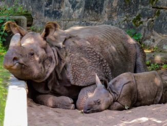 Zwei Jungtiere des vom Aussterben bedrohten Java-Nashorns in Indonesien entdeckt