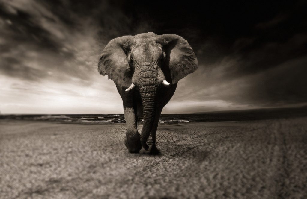 Symbolbild: Elefant
