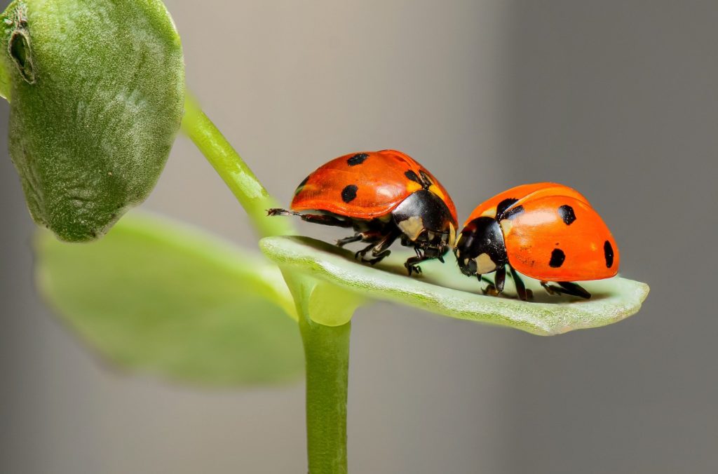 Untersuchung: Handystrahlung könnte ein Grund für Insektensterben in Europa sein