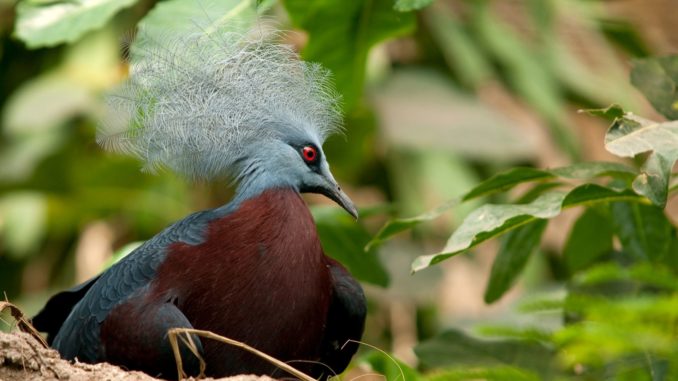 Symbolbild: Brutvogel