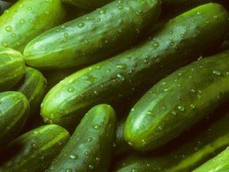 Hengstenberg klagt über schwierigste Gurkensaison der Unternehmensgeschichte