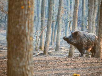 Erster Schweinepest-Fall außerhalb von bisher betroffenem Gebiet bestätigt