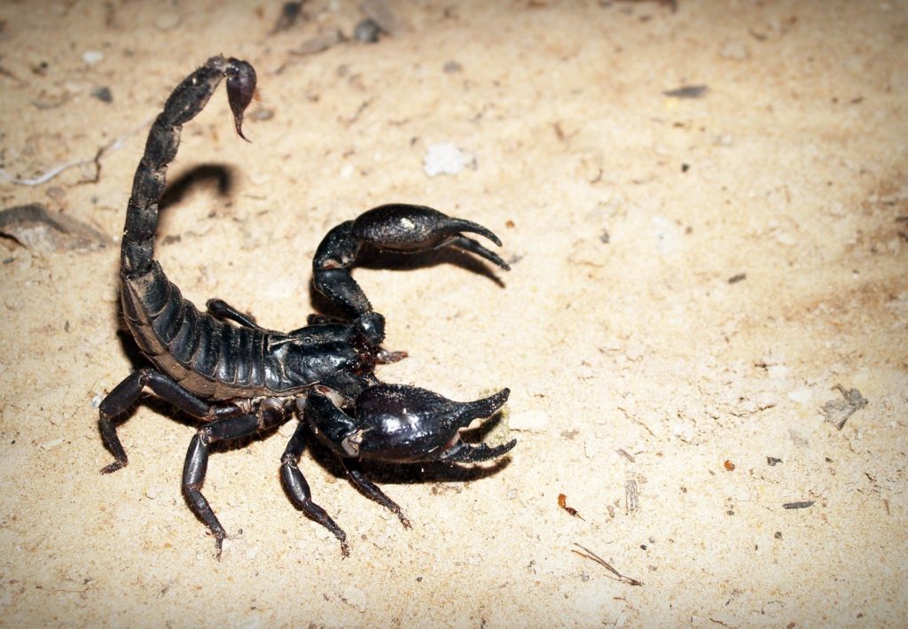 Symbolbild: Skorpion