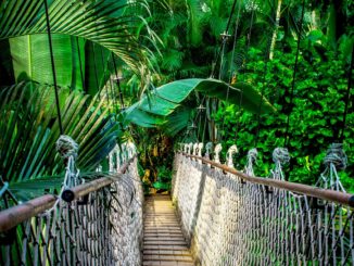 Bündnis aus Umweltschützern und Agrarkonzernen fordert Schutz von Amazonaswald