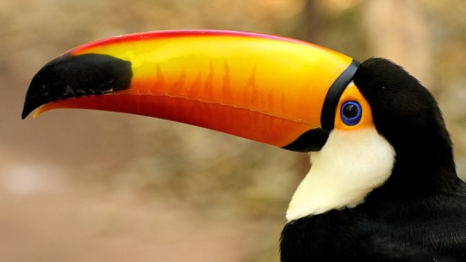 Symbolbild: Tukan