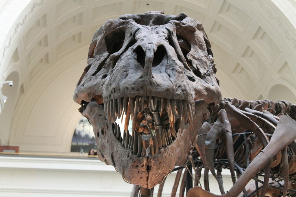 Symbolbild: T-Rex-Skelett