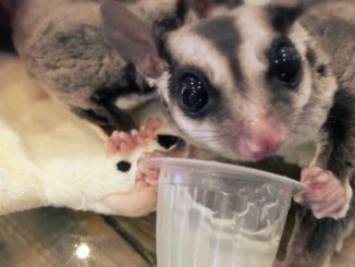 Festnahmen in Florida wegen Schmuggels von Flughörnchen