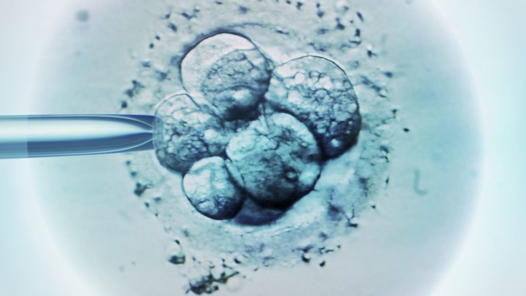 Symbolbild: Embryospende