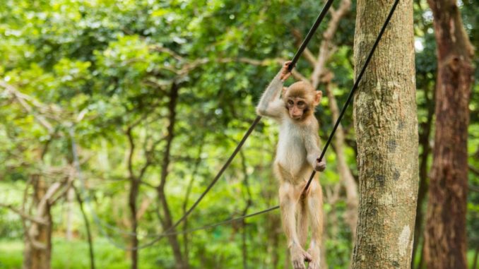 Hainan-Schopfgibbons