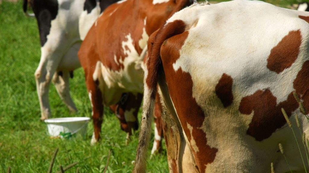 Kühe sind Haupterzeuger des klimaschädlichen Methan-Gases
