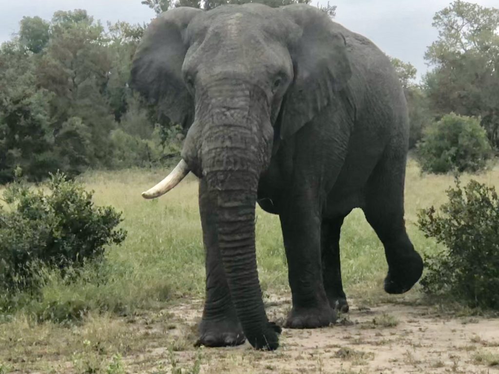 Elefant mit fehlendem Elfenbein - Bild: astoffel10 via Twenty20