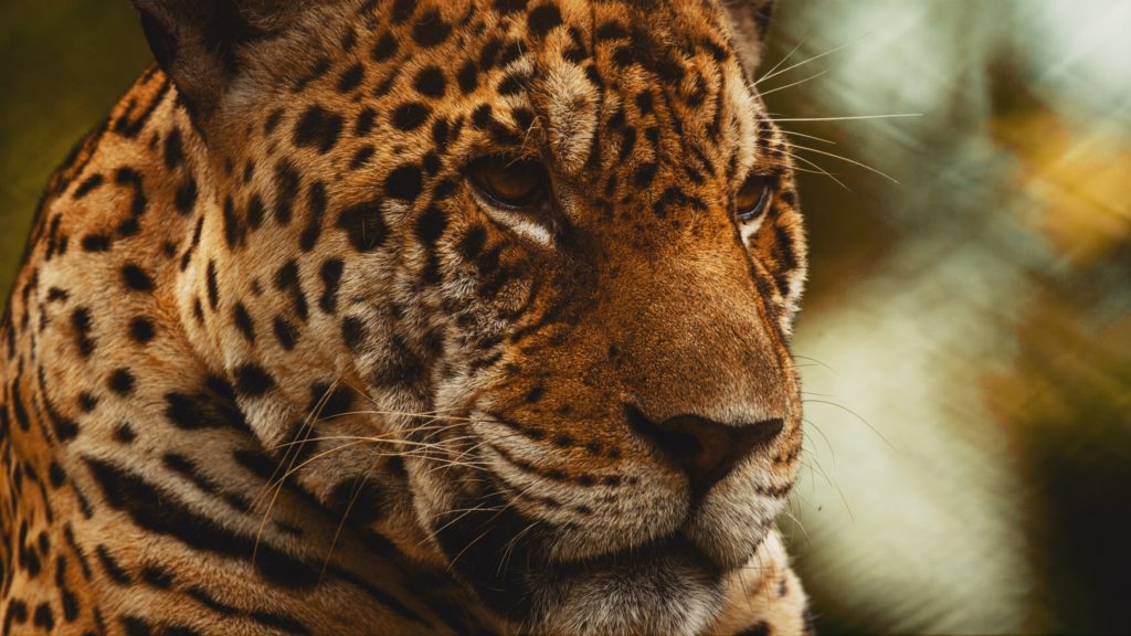 Symbolbild: Jaguar - Bild: cmsgouveia via Twenty20