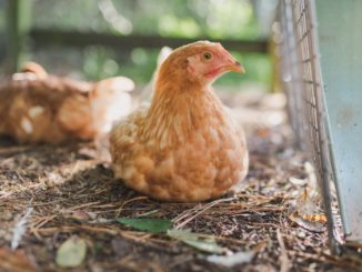 Antibiotika-Resistenzen auf jedem zweiten Hähnchen der größten EU-Schlachtereien