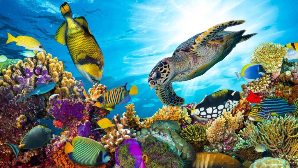 Symbolbild: Great Barrier Reef