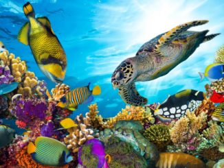 Studie: Great Barrier Reef verlor binnen 25 Jahren die Hälfte seiner Korallen