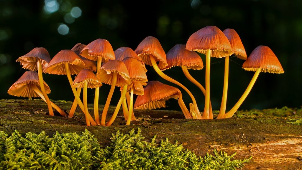 Symbolbild: Pilze im Wald