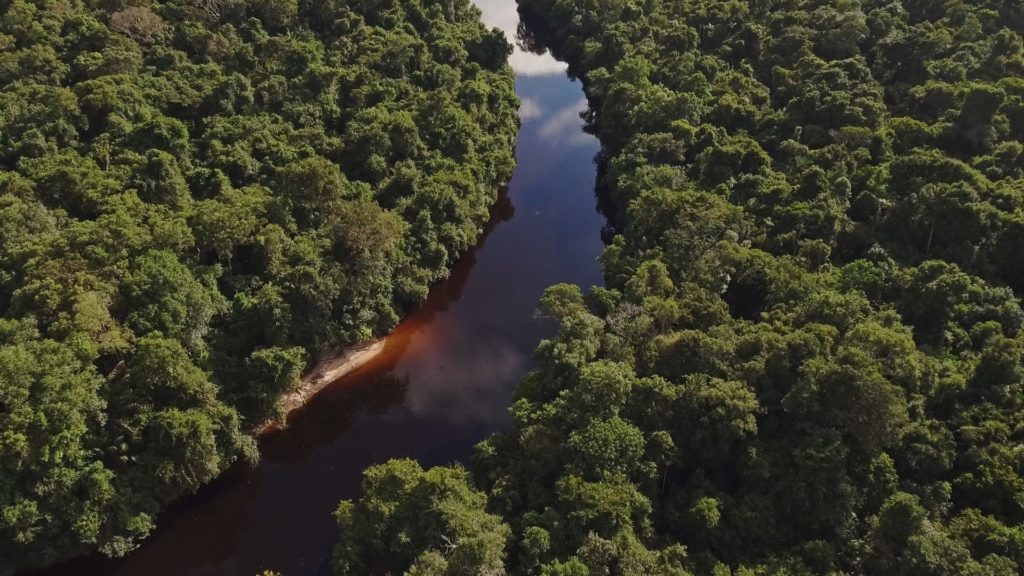 Amazonias Regenwald