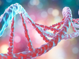 Die „Gen-Schere“ erlaubt gezielte Schnitte in die DNA