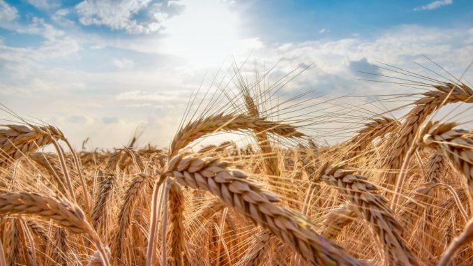 Symbolbild: Weizen