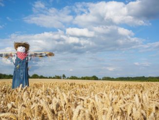 Bauern in Kambodscha stellen Vogelscheuchen zum Schutz vor Corona auf