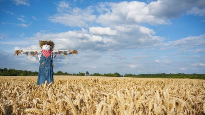 Symbolbild: Vogelscheuche