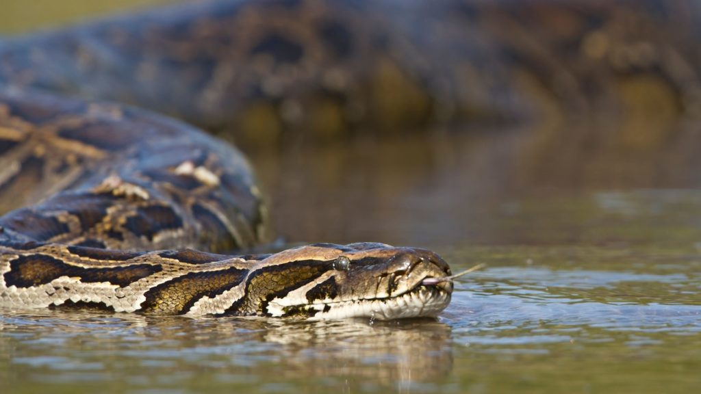 US-Jäger stellen Rekord mit Fang von knapp sechs Meter langer Python auf