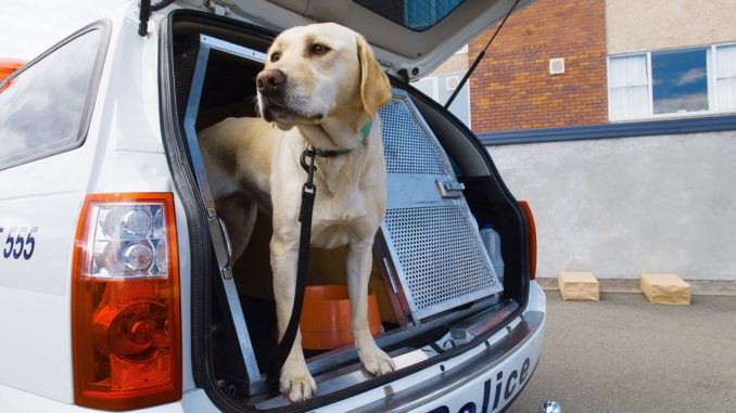 Symbolbild: Polizeihund