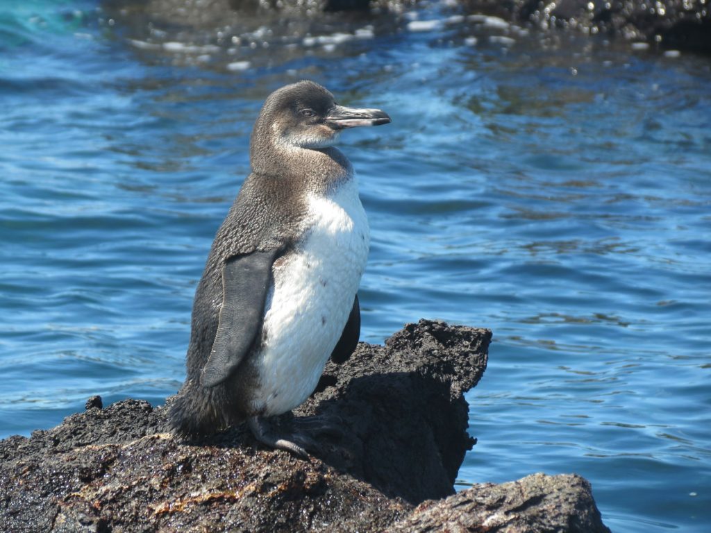 Zahl der Pinguine und Stummelkormorane auf Galapagos-Inseln deutlich angestiegen