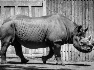 Ältestes Spitzmaulnashorn der Welt im Zoo Berlin gestorben