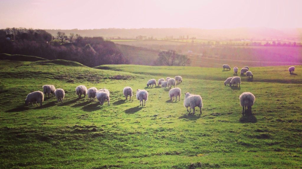 Schafe auf der Weide - Bild: JulieB via Twenty20