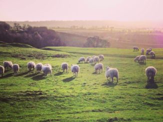 Grüne fordern Weidetierprämie zum Erhalt der Schaf- und Ziegenhaltung