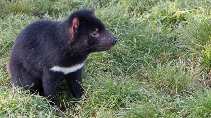 Tasmanischer Beutelteufel