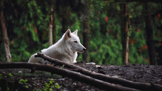 Wolf - Bild: kevbotoconnell via Twenty20