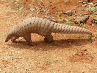 Interpol: 700 Festnahmen wegen Artenschutz-Verstößen