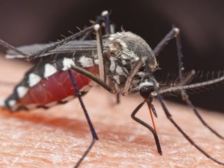 Entwicklungsminister warnt vor Vernachlässigung von Kampf gegen Malaria