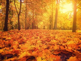 Herbst insgesamt zu warm und zu trocken