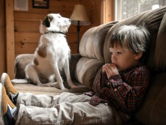 Urteil in Familienstreit: Kleinkind darf nicht mit Hunden allein gelassen werden