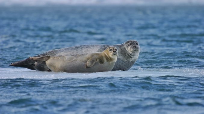 Seehund - Bild: umuller via Twenty20