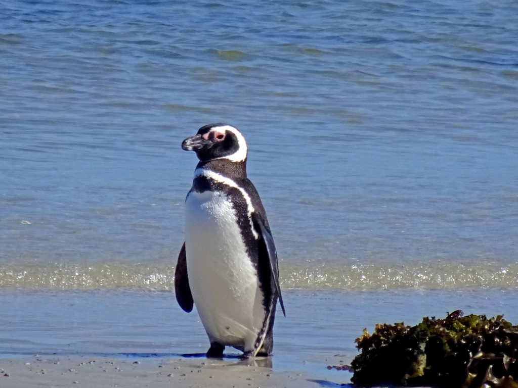 Riesiger Eisberg bedroht Pinguin-Kolonien auf Insel im Südatlantik