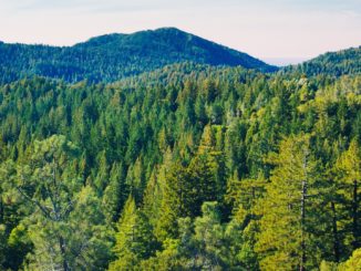 Deutsche sorgen sich um Zustand der Wälder