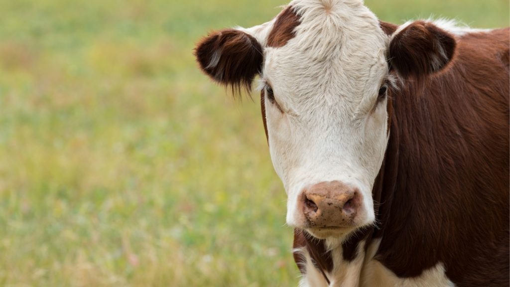 Symbolbild: Kuh auf der Weide