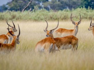 Studie: Tierbestände schrumpfen nicht so stark wie befürchtet