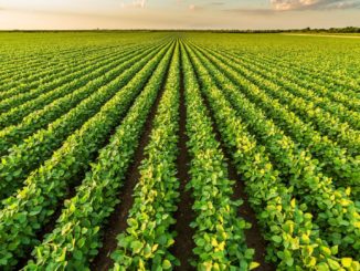 Länder einigen sich auf Position zur Umsetzung der künftigen EU-Agrarpolitik