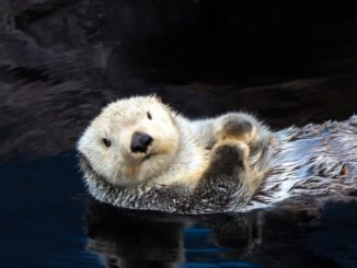 Fischotter ist Tier des Jahres