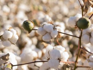 US-Regierung stoppt Baumwoll-Importe aus uigurischer Provinz Xinjiang