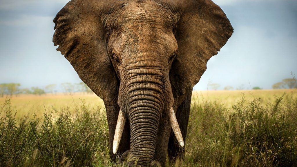 Symbolbild: Elefant