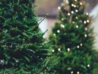 Diebe in Hildesheim klauen 25 Weihnachtsbäume