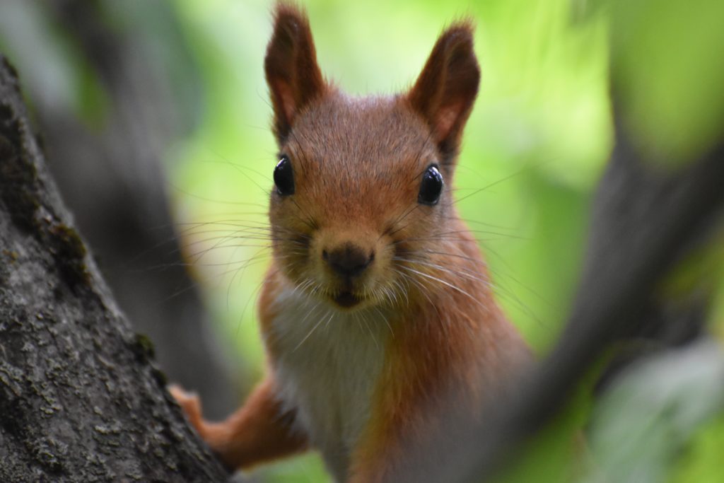 Bissige Eichhörnchen greifen Menschen in New York an