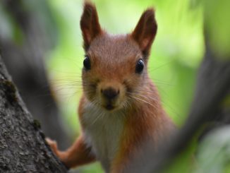 Bissige Eichhörnchen greifen Menschen in New York an
